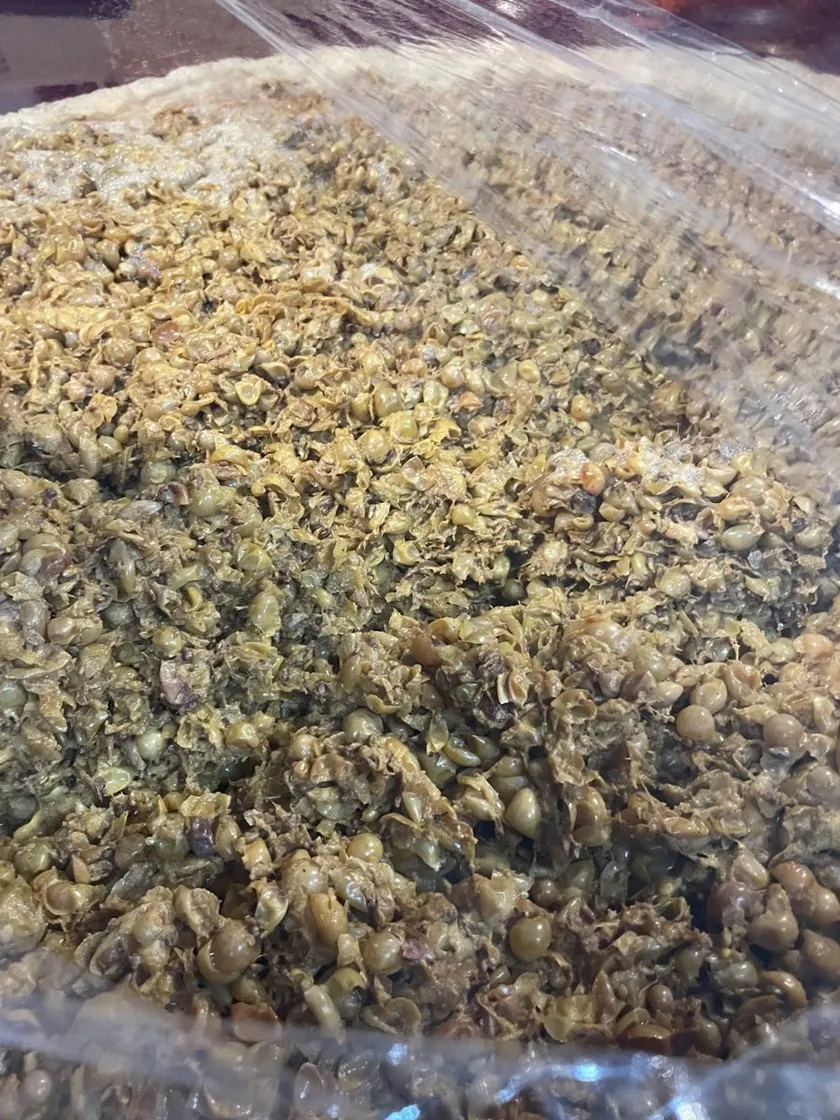 Le marc : peaux et pépins du raisin dans la cuve
