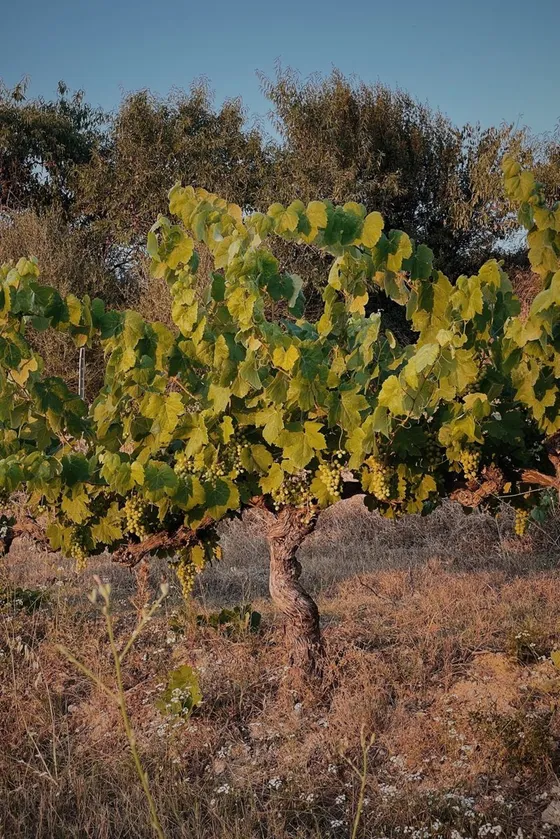 An old bush vine at dusk in Penedès