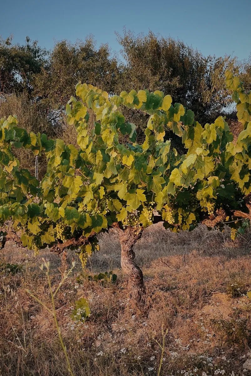 Un cep vell en vas al capvespre, al Penedès
