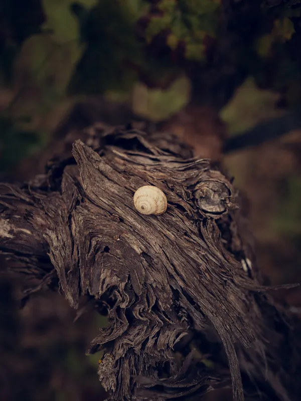 Closca de cargol sobre un cep vell