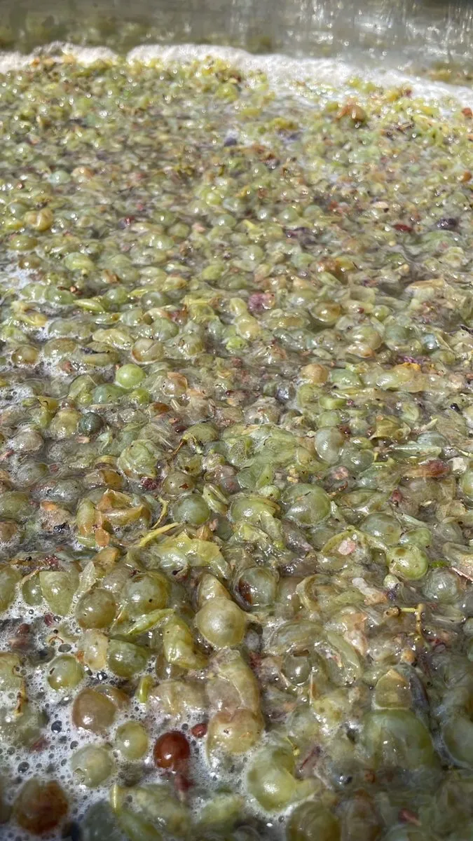 White grape must fermenting on its own