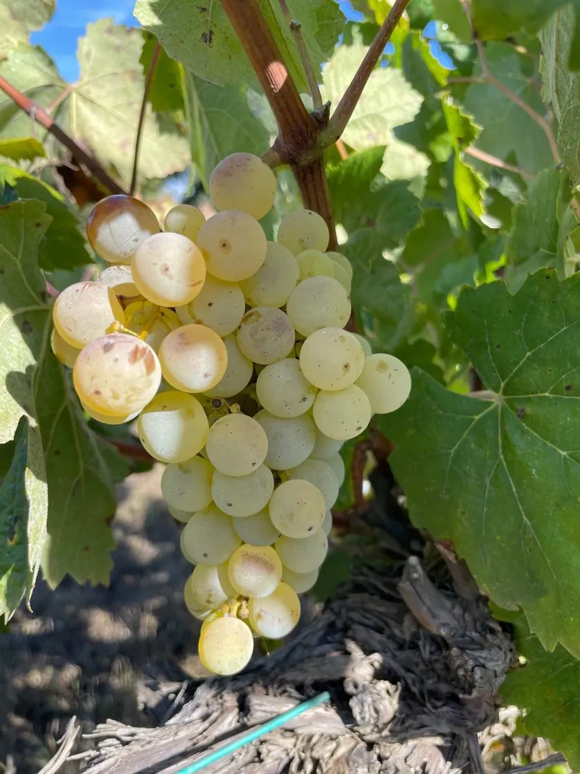 Raïm blanc madur de vinya vella
