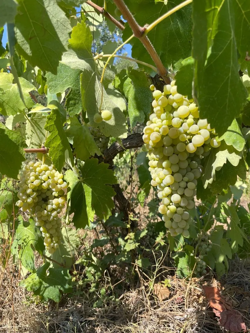 Grappes blanches qui mûrissent sur le cep