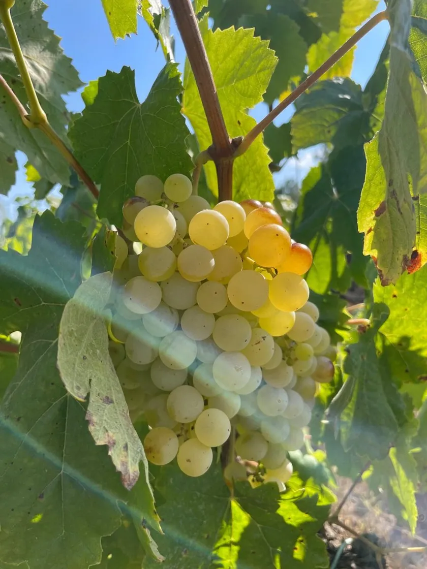 Un raïm blanc daurat a punt de veremar