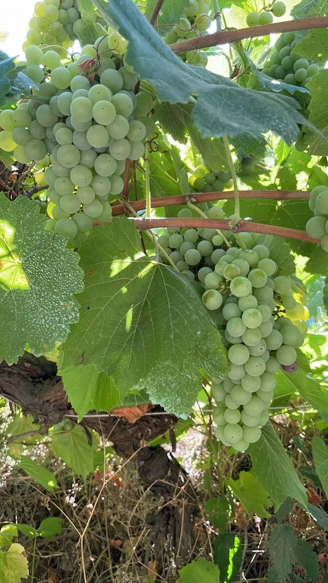 Raïms verds penjant del cep a l’estiu