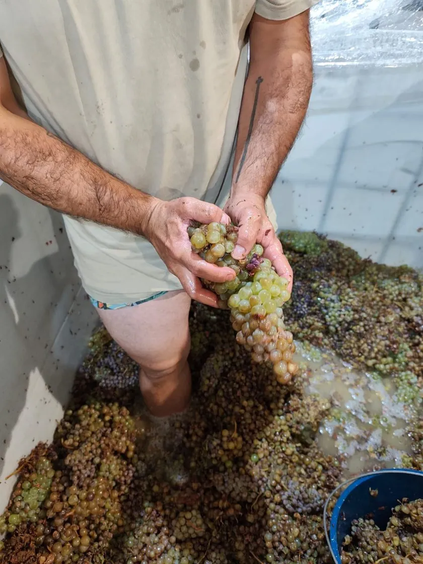 Treading grapes by foot, the old way
