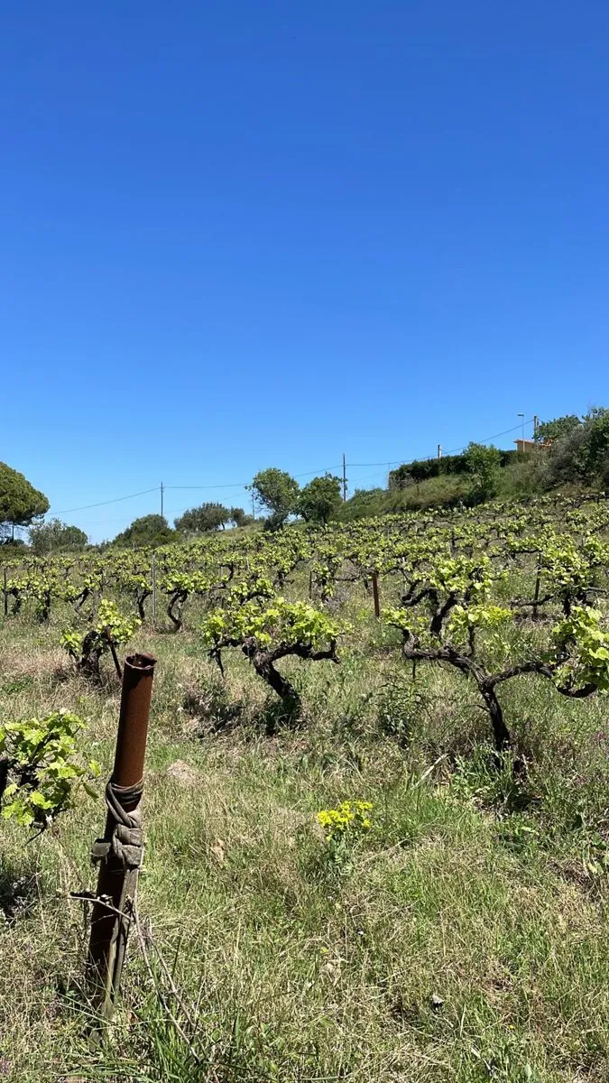 La vinya a l’abril, amb els ceps brotant