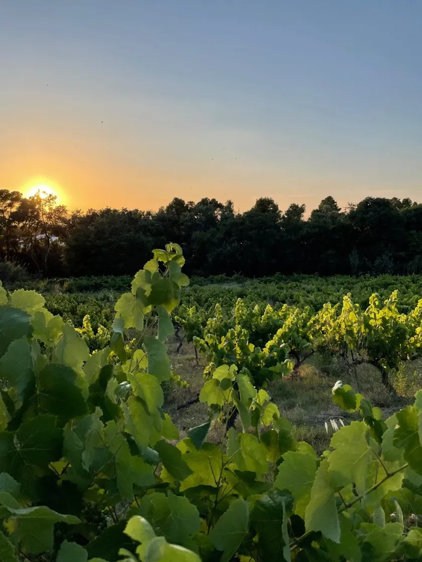 La vinya a la posta de sol