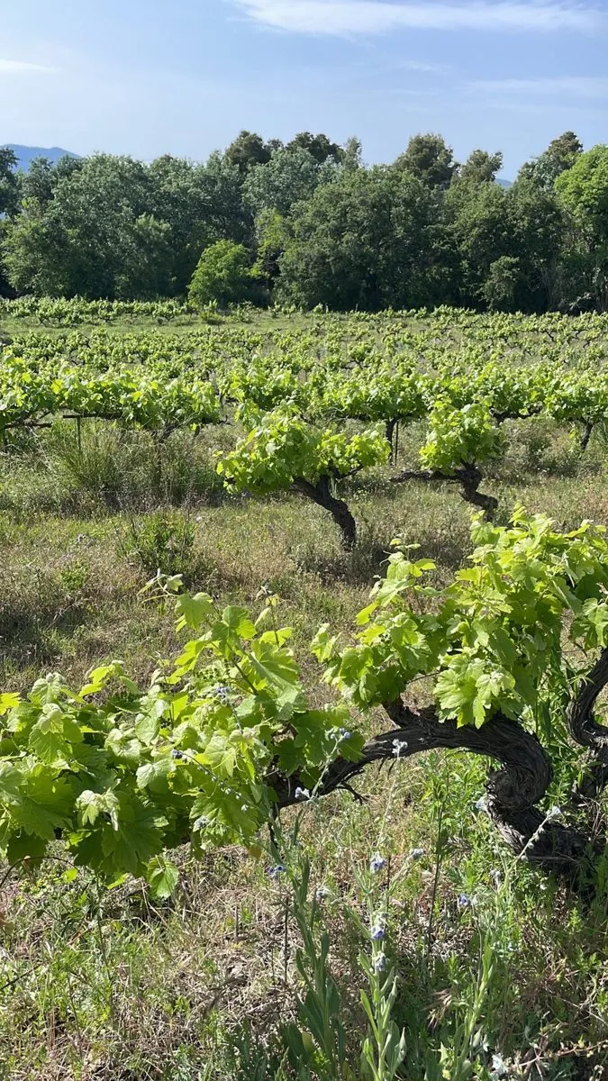Vinya vella en vas a la primavera